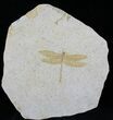 Fossil Dragonfly (Aeschnogomphus) - Solnhofen Limestone #22538-1